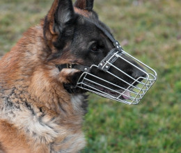 Безопасные методы и приемы обращения с животными